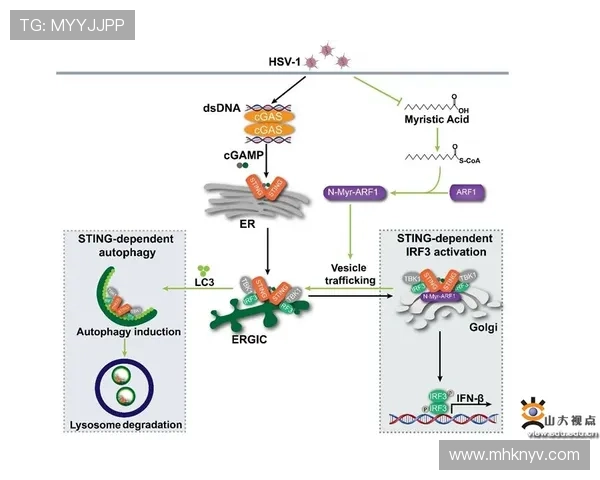支链氨基酸在运动营养与代谢调控中的关键作用解析机制与应用前景探讨 - 副本 (3)